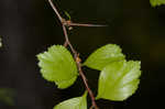 Yellowleaf hawthorn